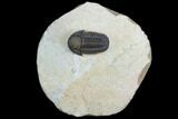Gerastos Trilobite Fossil - Foum Zguid, Morocco #125189-1